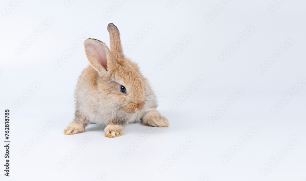 Adorable newborn baby rabbit bunnies brown looking at something sitting over isolated white background. Puppy lovely furry brown bunny ears rabbit playful with copy space. Easter bunny animal concept. Adorable newborn baby rabbit bunnies brown looking at something sitting over isolated white background. Puppy lovely furry brown bunny ears rabbit playful with copy space. Easter bunny animal concept.