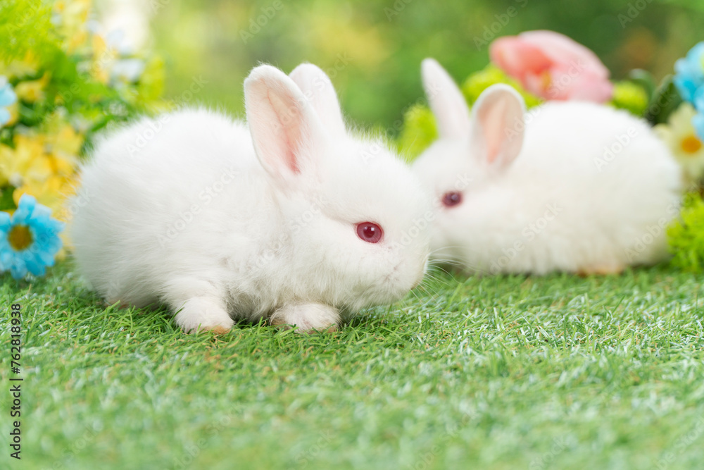 Curiosity lovely baby rabbit bunny sitting on green grass over flowers background. Adorable white rabbit furry bunny sitting playful on green grass with flowers on spring time background.Easter animal Curiosity lovely baby rabbit bunny sitting on green grass over flowers background. Adorable white rabbit furry bunny sitting playful on green grass with flowers on spring time background.Easter animal