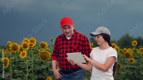 Farmers in field inspect sunflower plantation, storm cloud over field. Farmers with digital tablet work in field of sunflowers. Teamwork, Business people with computer tablet in field, technologies