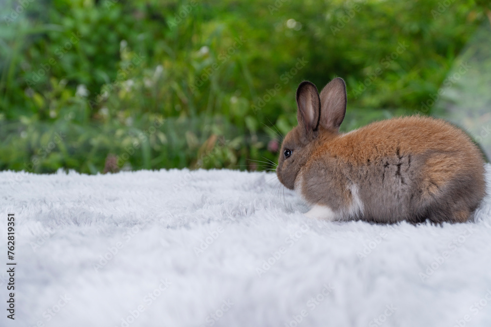 Infant rabbit ears bunny sitting on soft white carpet over green bokeh nature background. Innocence furry bunny brown white rabbit playful alone on white background. Easter holiday animal pat concept. Infant rabbit ears bunny sitting on soft white carpet over green bokeh nature background. Innocence furry bunny brown white rabbit playful alone on white background. Easter holiday animal pat concept.