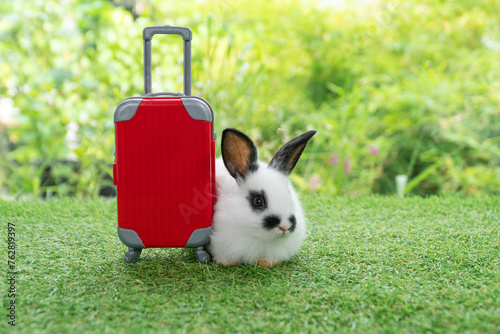 Adorable rabbit easter bunny with small red baggage sitting on green grass over spring broke background. Little bunny rabbit sitting aside red suitcase on meadow nature background. Easter pet vacation photo