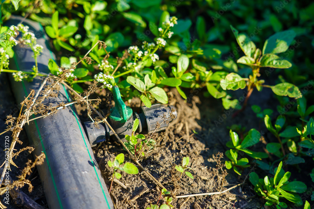 A green hose is laying on the ground next to some plants A green hose is laying on the ground next to some plants