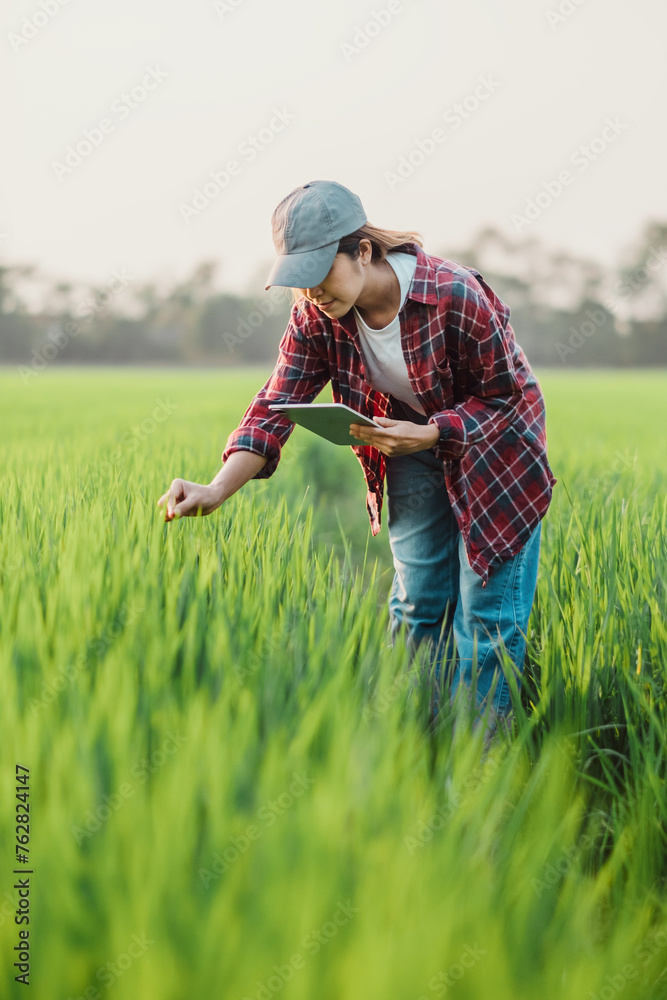 Focused female agronomist in a field meticulously examines the growth of the crops at golden hour. Focused female agronomist in a field meticulously examines the growth of the crops at golden hour.