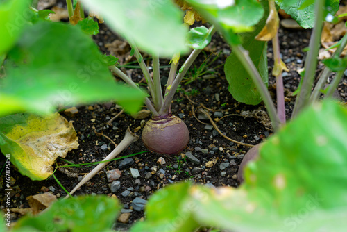 A small purple turnip or rutabaga grows in a raised wooden vegetable box. The vegetable has long green stalks growing out from the top of the root vegetable. The healthy food is ready to harvest.