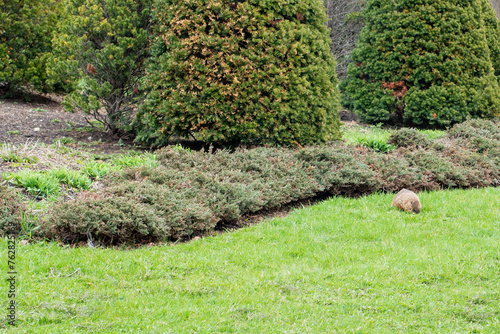 A nuisance rodent, North American opossum, crosses lush green grass near shrubs, cedar trees and flowers in a residential garden. The wild animal has brown fur, a long rat like tail, small thick body photo