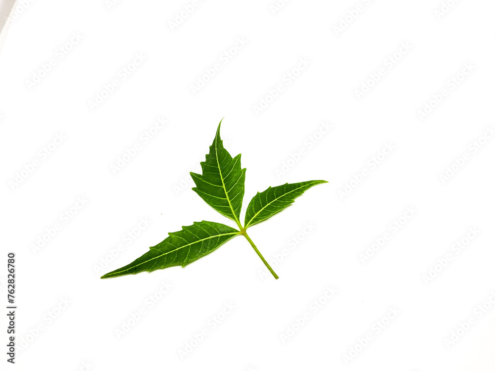 Azadirachta indica A branch of neem tree leaves isolated on white background. Natural Medicine. Azadirachta indica A branch of neem tree leaves isolated on white background. Natural Medicine.
