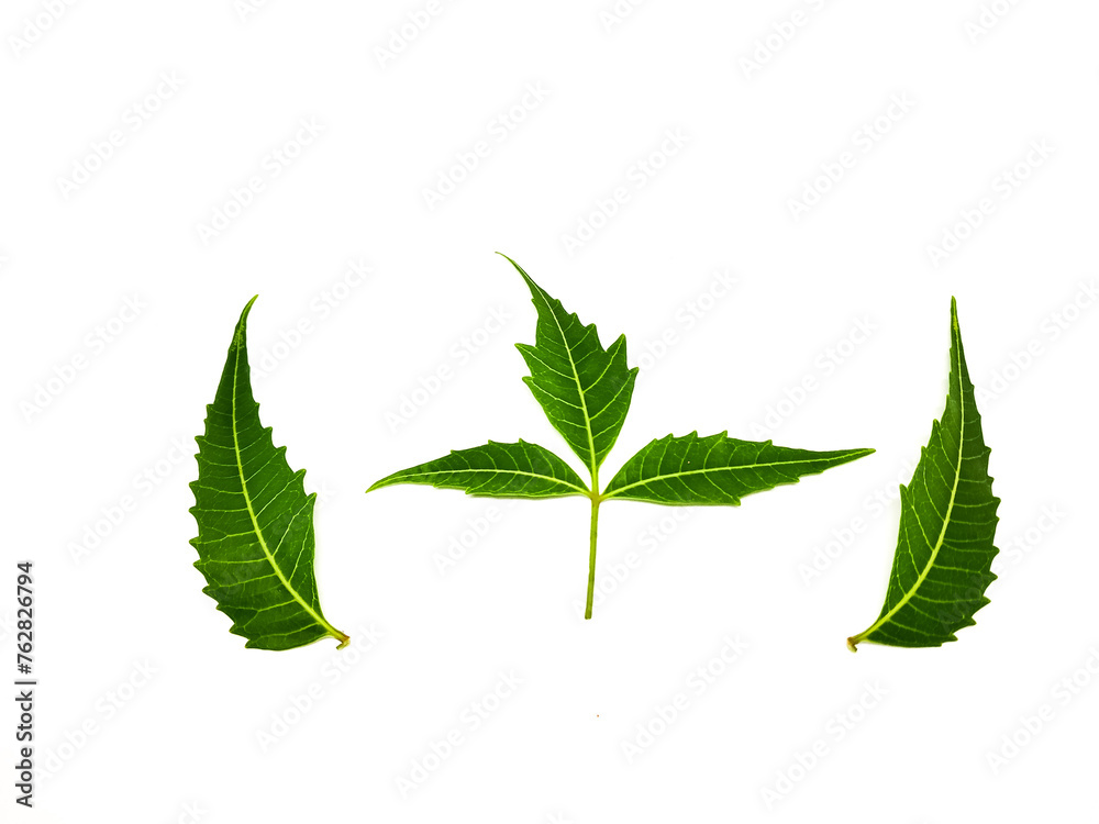 Azadirachta indica A branch of neem tree leaves isolated on white background. Natural Medicine. Azadirachta indica A branch of neem tree leaves isolated on white background. Natural Medicine.