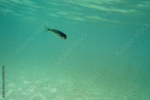 A tiny fish swimming in shallow waters, sunny, France, ocean. High quality photo © Olivier