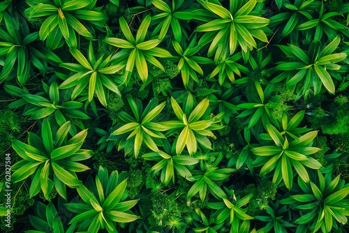 Lush Green Foliage Top View - Dense Jungle Leaves Background Texture for Vibrant Nature Concepts
