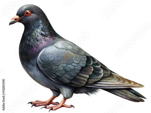 pigeon bird photo