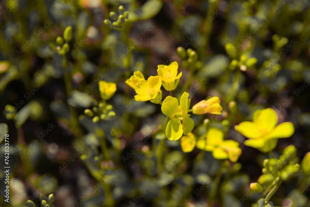 yellow flowers in the garden,in the spring yellow flowers in the garden,in the spring