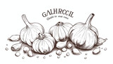 Garlic bulb and cloves with caption sketch style 