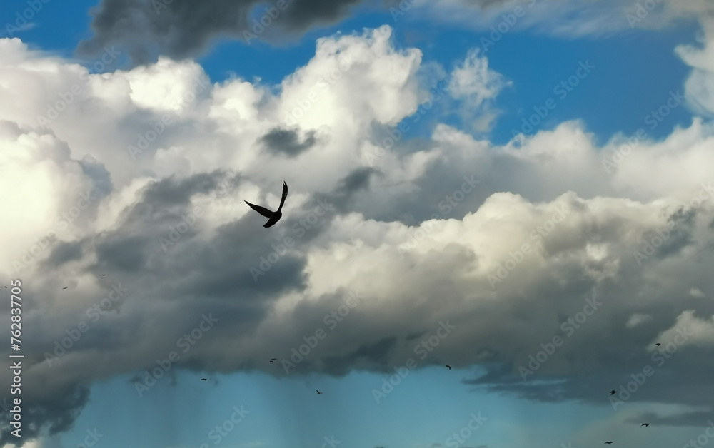 Gabbiani in volo tra le nuvole sopra il mare