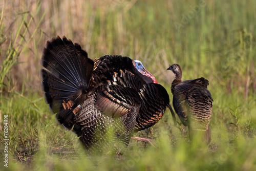 Photography Wild turkey (Meleagris sp.)