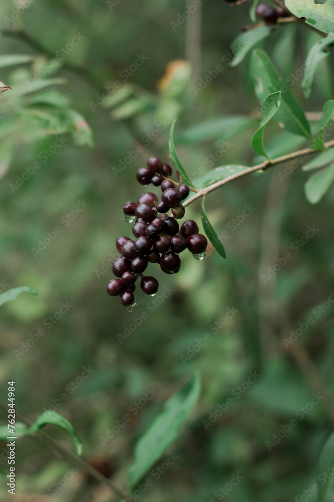 Bunch of black berries among the foliage
