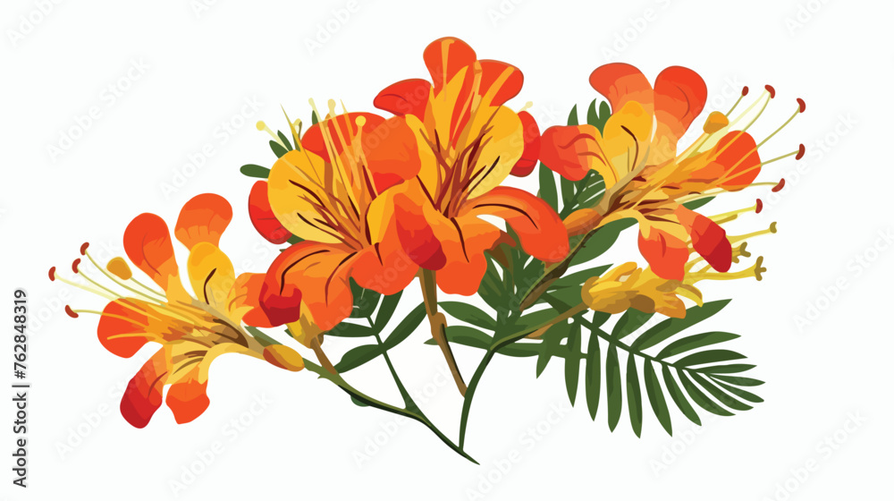 Illustration of tropical caesalpinia flower. flat 