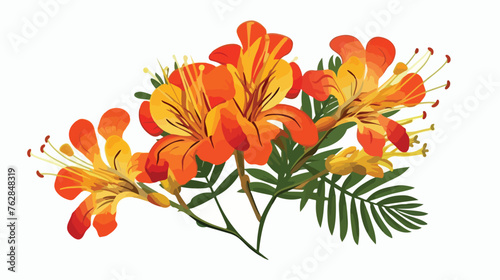 Illustration of tropical caesalpinia flower. flat 