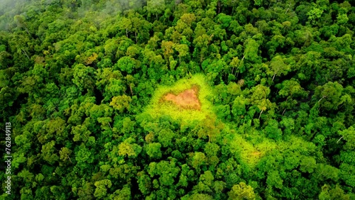 heart in the forest photo