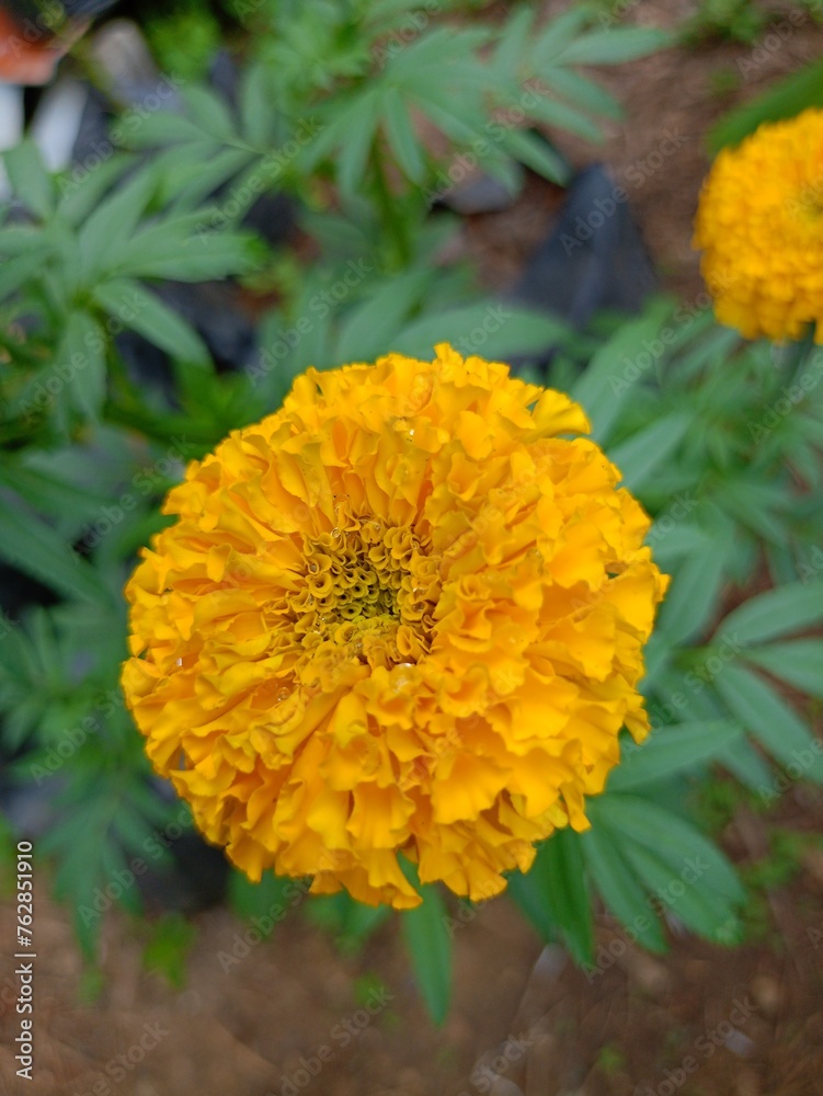 yellow flower Yellow marigolds blooming in the garden from Thailand yellow flower Yellow marigolds blooming in the garden from Thailand