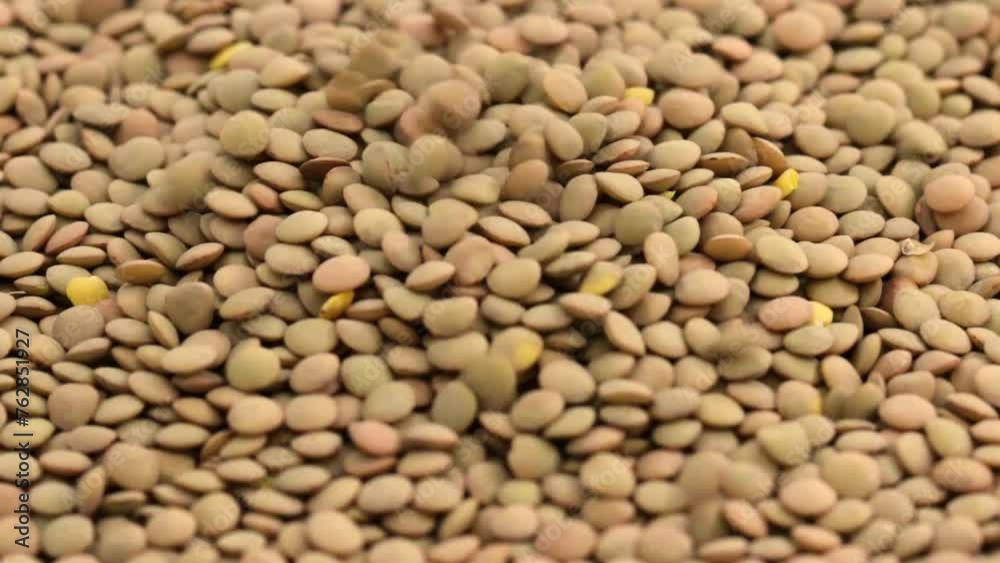 Raw lentils grain Raw lentils grain