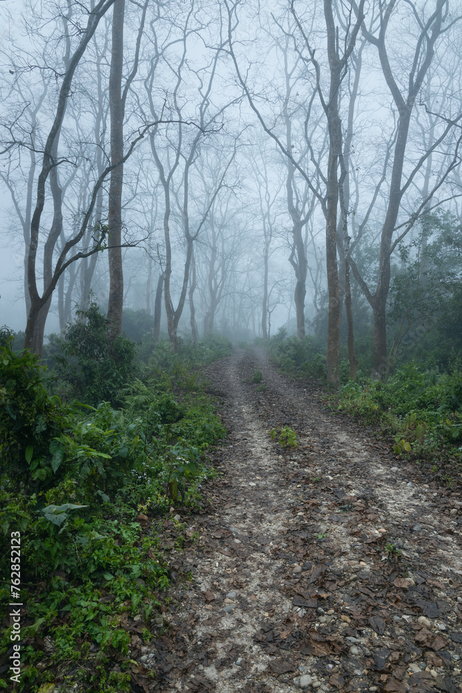 A path in a misty moist deciduous vegetation forest of Chitwan national park, sauraha, Nepal A path in a misty moist deciduous vegetation forest of Chitwan national park, sauraha, Nepal