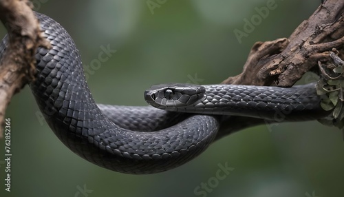 A Cobra Coiled Around A Tree Branch Upscaled