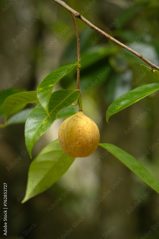 Fototapeta premium Nutmeg tree fruit on the branch