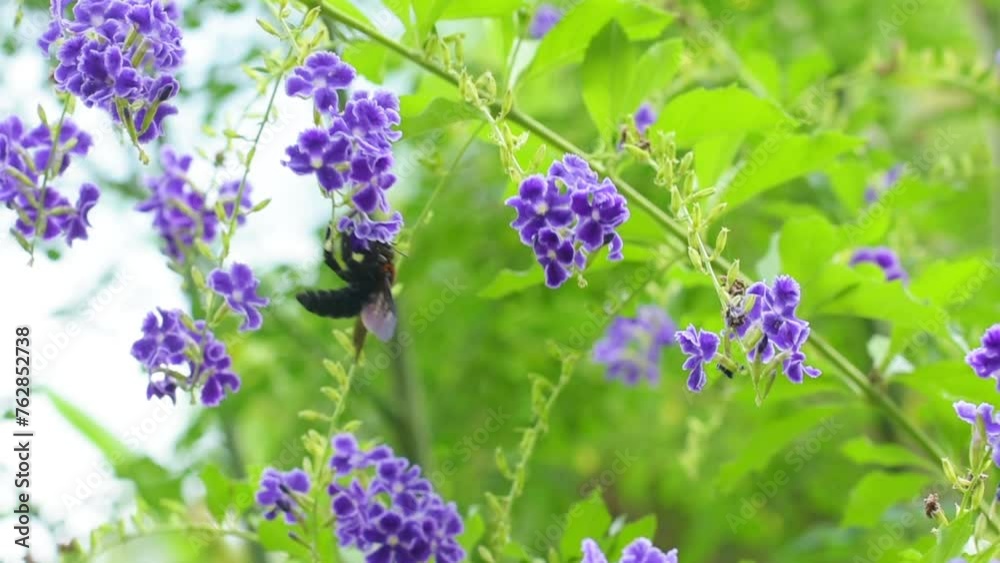 A large bumblebee collects pollen from purple flowers. Plant pollination A large bumblebee collects pollen from purple flowers. Plant pollination