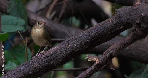 Facing up and tilts its head a little more to the right and faces towards the  camera while perched on a branch, Siberian Blue Robin Larvivora cyane, Thailand photo