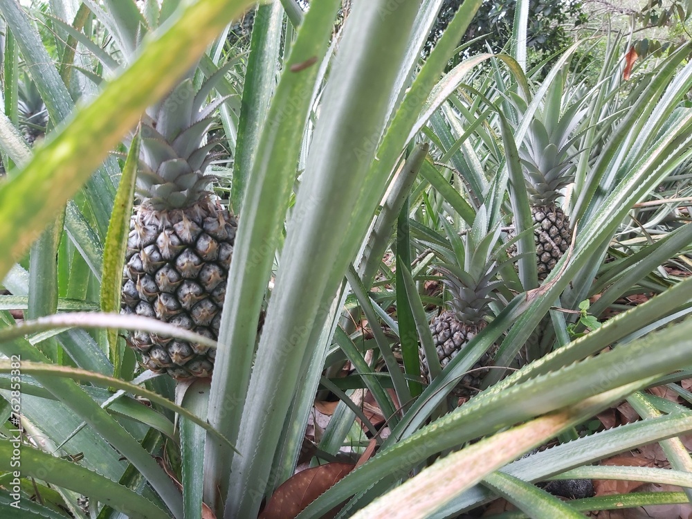 Close up of Fresh raw pineapples in farm nature background. Pineapple plant with fruit at plantation. Agricultural concept. Tropical fruit growing in a farm food concept. Selective focus. Close up of Fresh raw pineapples in farm nature background. Pineapple plant with fruit at plantation. Agricultural concept. Tropical fruit growing in a farm food concept. Selective focus.