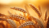 Close-up food photography of wheat