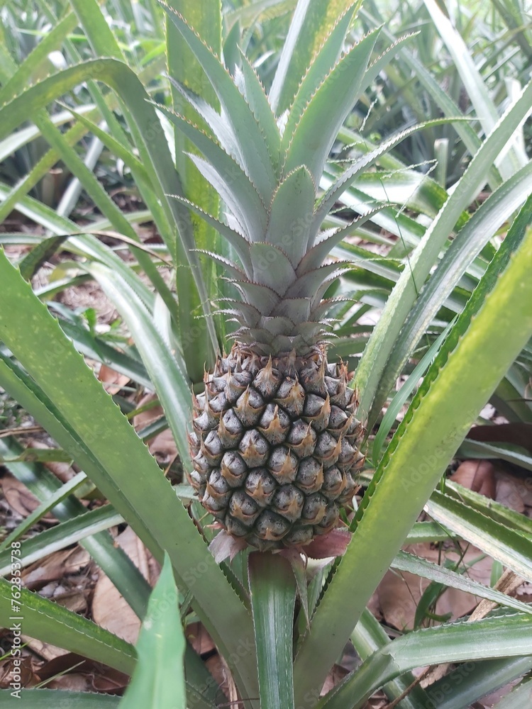Close up of Fresh raw pineapples in farm nature background. Pineapple plant with fruit at plantation. Agricultural concept. Tropical fruit growing in a farm food concept. Selective focus. Close up of Fresh raw pineapples in farm nature background. Pineapple plant with fruit at plantation. Agricultural concept. Tropical fruit growing in a farm food concept. Selective focus.