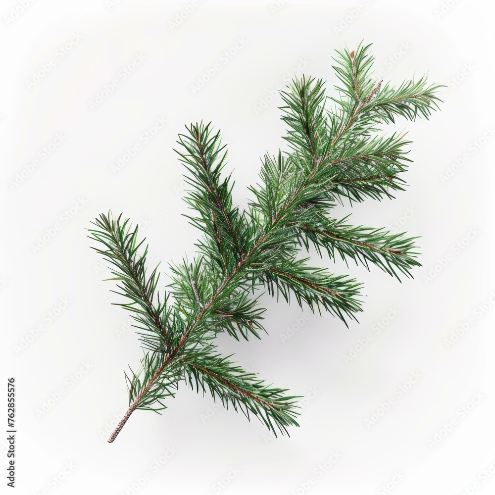 Fresh pine branch isolated on a white background Fresh pine branch isolated on a white background
