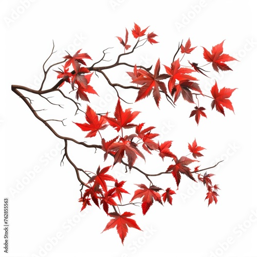 Vibrant red maple leaves on a twisted branch against a white background