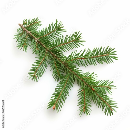 Fresh green spruce branch isolated on white background