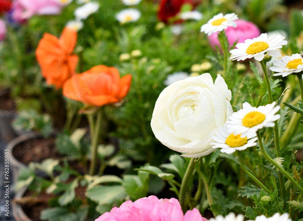 Beautiful white ranunculus flower growing in an outdoor flower garden. ranunculus flower closeup, white blooming flower Beautiful white ranunculus flower growing in an outdoor flower garden. ranunculus flower closeup, white blooming flower