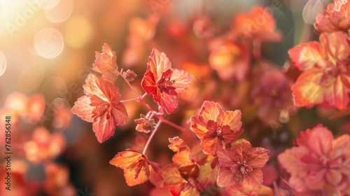 Close-up of heucherella flowers  photo