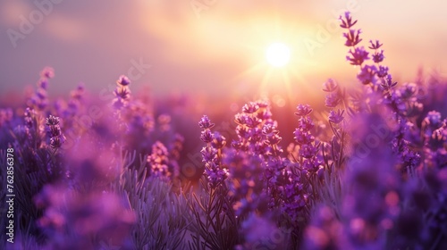 Close-up of purple flowers growing on field during sunset 