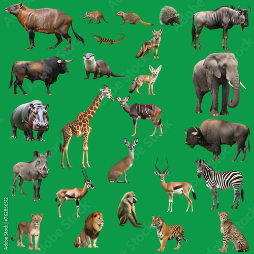 seamless pattern with animals. All Wild