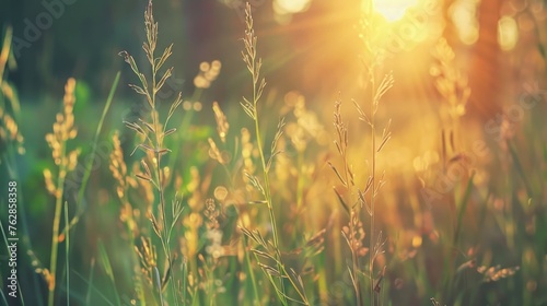 Fototapeta Naklejka Na Ścianę i Meble -  Wild grass in the forest at sunset. Macro image, shallow depth of field. Abstract summer nature background. Vintage filter