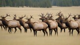 A Herd Of Elk Grazing In A Field Their Movements Upscaled 3