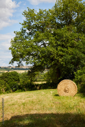 Single Roll of Hay in Front of a Tree