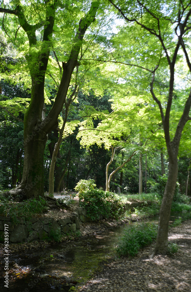 Fototapeta premium 下鴨神社 糺の森の瀬見の小川 京都市左京区