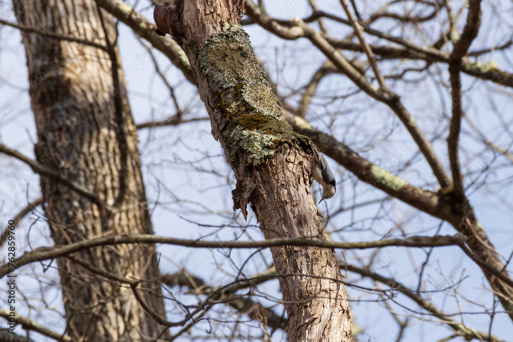 Obraz premium White-breasted nuthatch in tree