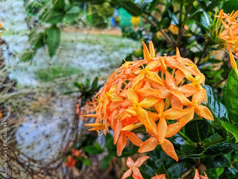 Ixora red flowers are wet from the rain Ixora red flowers are wet from the rain
