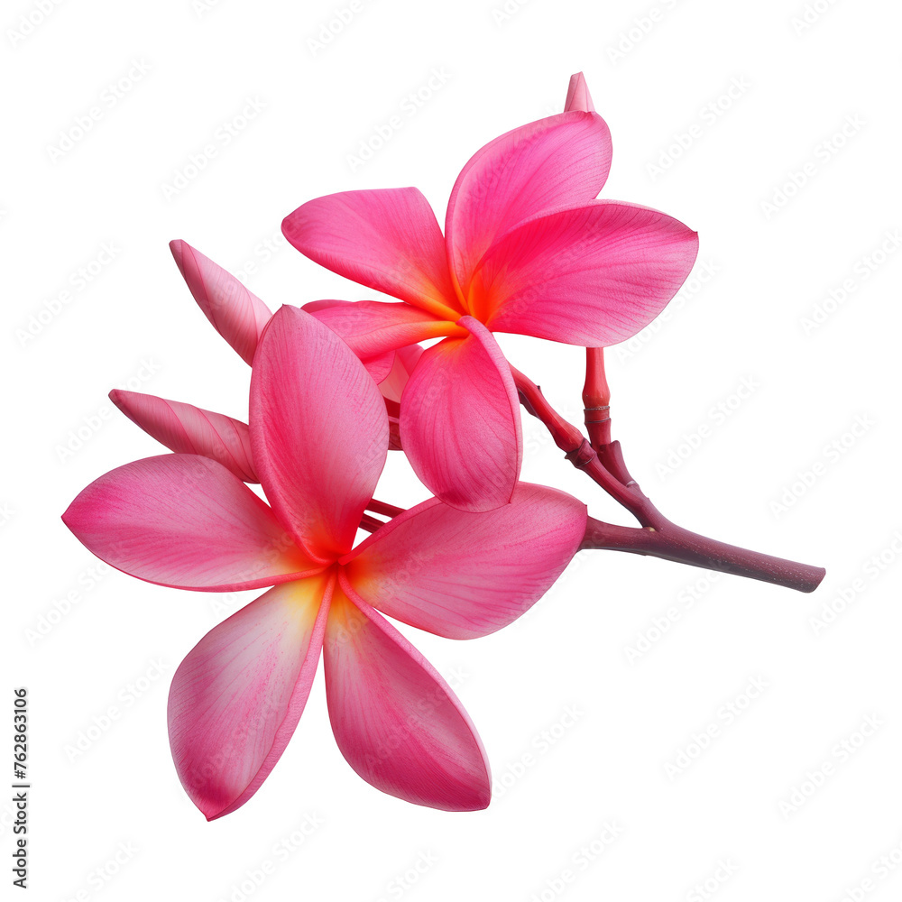 beautiful pink plumeria rubra flower isolated on White background