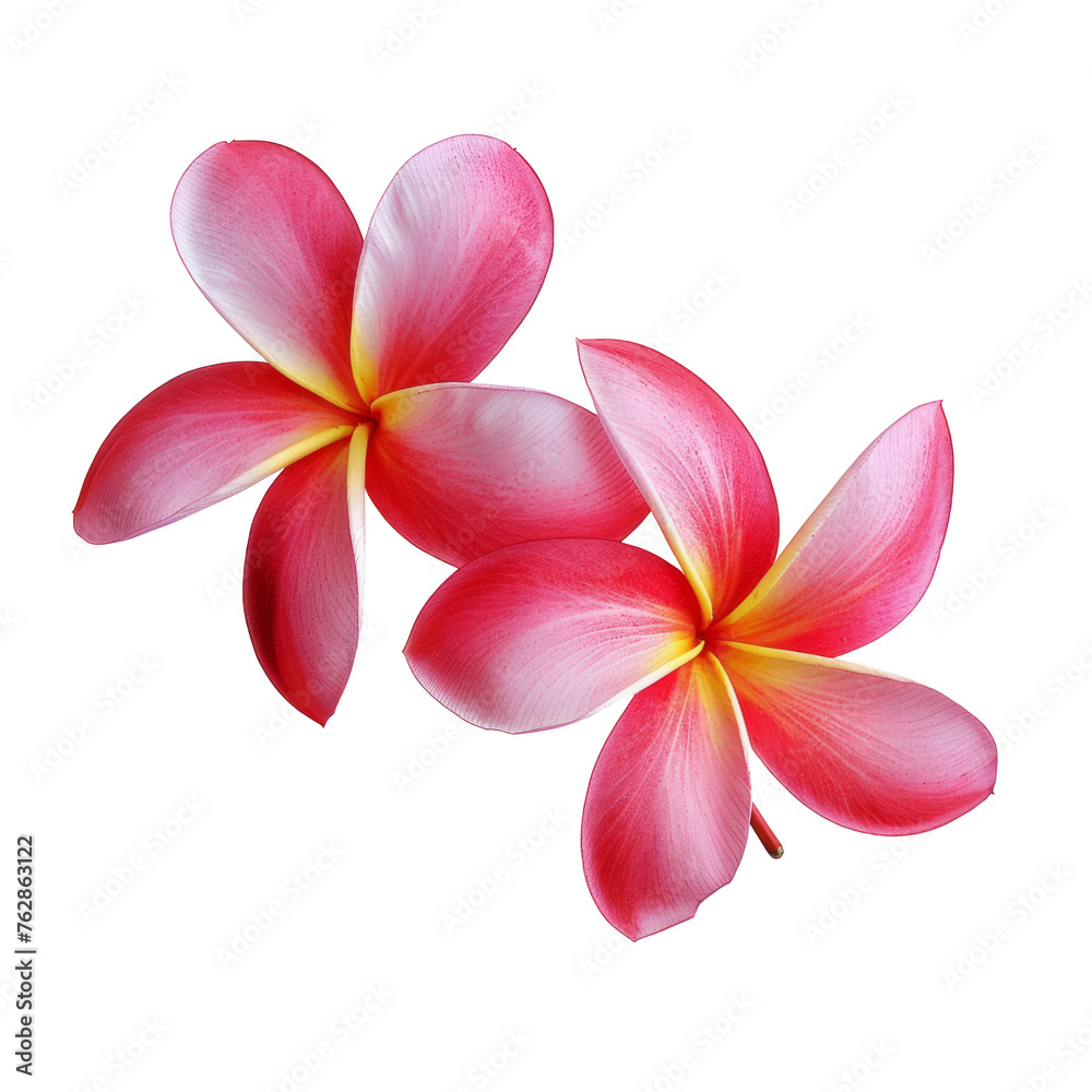 Fototapeta premium beautiful pink plumeria rubra flower isolated on White background