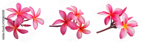 beautiful pink plumeria rubra flower isolated on White background photo