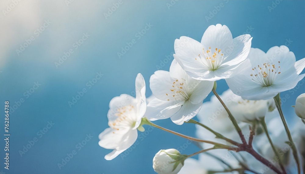 White flowers with a light blue blured background with space for text use White flowers with a light blue blured background with space for text use