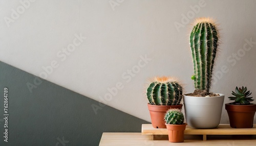 Cactus on a shelf by a blank wall background with space for text use